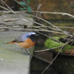 Redstart visiting our garden in Yeovil, 10th April 2016, Steve Ridout