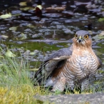Sparrowhawk, Robin Williams