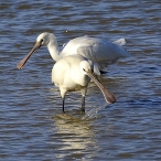 Spoonbill, Steart Marshes, Robin Williams
