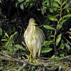 Squacco Heron - immature on Swan Lake, next to Long Drove lake, where it flew in to and showed briefly in a water-side willow for 2-mins at 12:15 hrs 14-Oct-2023. Jeff Hazell