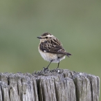 Whinchat - Tadham Moor - © Geoff Dicker