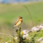 Whinchat, Wavering Down,20/04/24, Timothy Harland