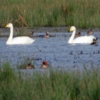 2 Whooper Swans at Catcott NR 21st March 2023, Paul Boult