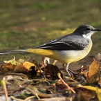 Grey Wagtail, Cannington Brook, Paul Sinclair