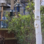 Juvenile greenfinch being fed by goldfinch at garden feeder. Taken 2.4.23. Paul Sinclair