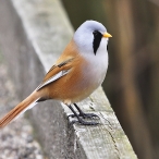 Bearded Tit (Reedling) at Westhay NNR, © Geoff Dicker