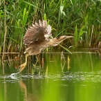 Bittern, Ham Wall, David Roberts