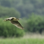 Bittern, Ham Wall, Geoff Dicker