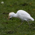 Cattle Egret - North Chine Drove - © Geoff Dicker