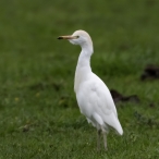 Cattle Egret - North Chine Drove - © Geoff Dicker