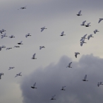 Cattle Egret - part of a flock of 70+ birds at Ham Wall - © Geoff Dicker