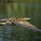 Bittern, Somerset Levels, September 2016, Colin Mucklow, Nikon D4s & Nikon 500mm-f/4. With a I.4 converter to give
700mm-f/5.6