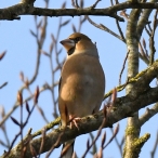 Hawfinch in Somerton 9th December 2017, Chris Chappell