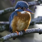 Female Kingfisher Tiverton canal, Colin Mucklow