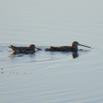 Snipe swimming, Greylake RSPB Reserve, 15th February 2016 @Chris Chappell