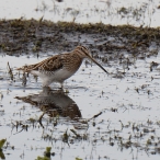 Common Snipe Greylake 25 February 2016, Chris Chappell