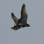 Peregrine with Teal prey, Greylake, 17th January 2017, by Chris Chappell