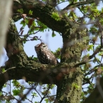 Little Owl taken in Tewkesbury, Colleen Potter