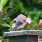 Bullfinch taken in garden Yeovil, Colleen Potter