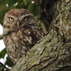 Little Owl, John Hansford