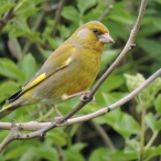 Greenfinch, Coleford, 05 May 19, John Hansford