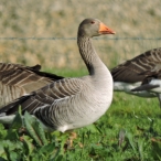 Greylag Goose, Torr Reservoir 10 April 2017, John Hansford