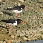 Oystercatchers, Torr Reservoir, 10 April 2017, John Hansford