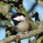 Coal Tit, Coleford, Dec 1st 2017, John Hansford