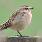 Whinchat, Torr Reservoir, 4/9/18, John Hansford