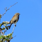 Dunnock - Apex Park, Paul Bate