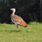 Great Bustard, Chewton Mendip,19/9/17, John Hansford 