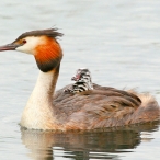 Great Crested Grebe giving chick a ride, Ham Wall, David Roberts