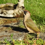 Green Woodpecker back garden Wiveliscombe, Paul Jennings