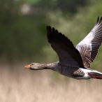 Greylag Goose, Westhay Moor, Philip Watson