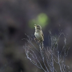 Grasshopper Warbler at Dunkery Hill, Exmoor.  © Geoff Dicker