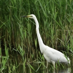 Great Egret, Ham Wall, Geoff Dicker