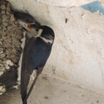 House Martins, Coleford 02 July 16, John Hansford