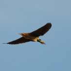 Bittern at Ham Wall April 2016, Steve Ridout