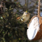 Gold Crest, Conniston Gardens Yeovil March 2016, Steve Ridout