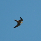 Hobby Ham Wall 8th May 2016, Steve Ridout