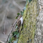 Tree Creeper, Ham Wall March 2016, Steve Ridout