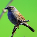 Dunnock taken at Greylakes on 25.3.2017. Canon eos 5DMK111 2.8 300m +
2xconvertor giving 600m at 5.6. Paul Sinclair
