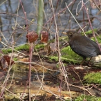 Blackbird at French Weir Park, 23/3/18, Will Stone