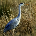 Grey Heron, by Paul Sinclair