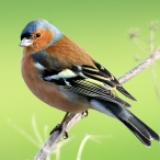 Male Chaffinch, by Paul Sinclair