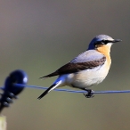 Wheatear, by Paul Sinclair