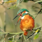 Female Kingfisher at Noah's Lake, Shapwick; gaping as if to eject a pellet,
but didn't! Jeff Hazell