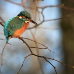 Kingfisher High Ham, David Roberts