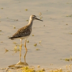 Lesser Yellowlegs - Cheddar Reservoir, © Geoff Dicker