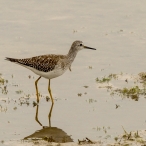 Lesser Yellowlegs - Cheddar Reservoir, © Geoff Dicker